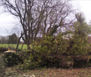 photo d'une arbre coupe avec une tronconneuse devant