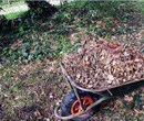 wheelbarrow filled with dead leaves that were cleaned up